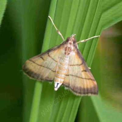 ধানের পাতা মোড়ানো পোকা (Leaf Roller)