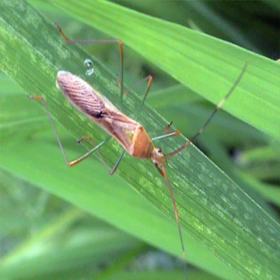 ধানের গান্ধী পোকা (Rice Bug)