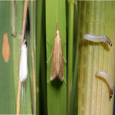 ধানের মাজরা পোকা (Rice Stem Borer)