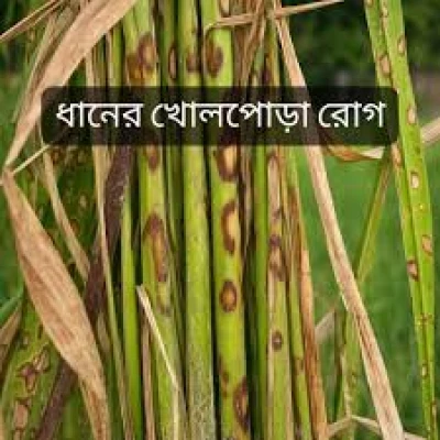 ধানের খোলপোড়া রোগ (Rice Sheath Blight)
