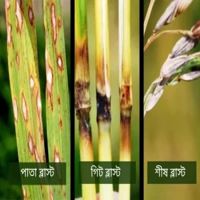 ধানের ব্লাস্ট রোগ (Rice Blast)