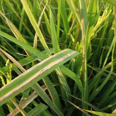 ব্যাকটেরিয়াল লিফ ব্লাইট