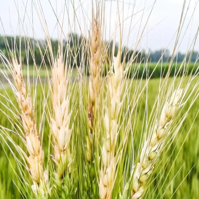 গমের ব্লাস্ট (Wheat Blast)