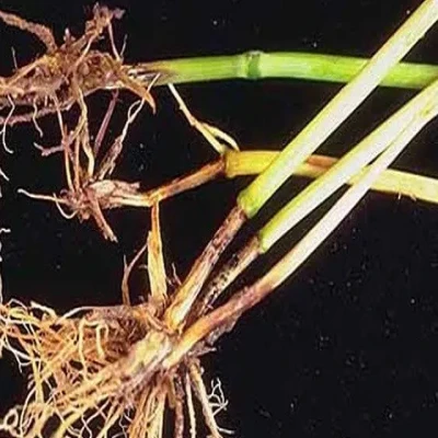 গমের গোড়া পঁচা রোগ (Foot and Root Rot of wheat)