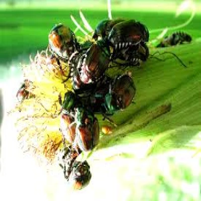 ভূট্টার জাপানি বিটল পোকা