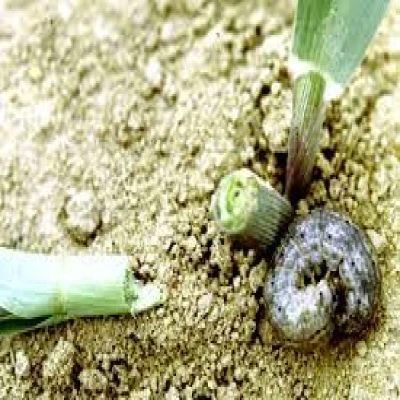 ভূট্টার কাটুই পোকা