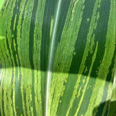 ভূট্টার ডাউনি মিলডিউ রোগ (Downy mildew of Maize)