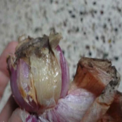 পেঁয়াজের কন্দ পচা রোগ