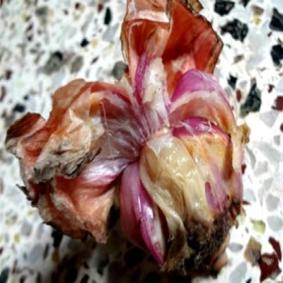 পেঁয়াজের কন্দ ফাটা রোগ