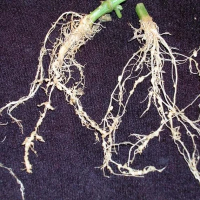 শিকড় গিট (Root knot)