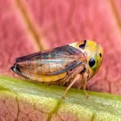 আমের হপার পোকা / শোষক পোকা