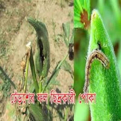 ঢেঁড়শের ডগা ও ফলের মাজরা পোকা
