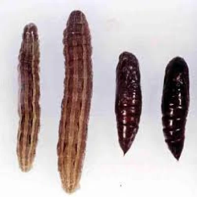 ঢেঁড়শের লেদা পোকা