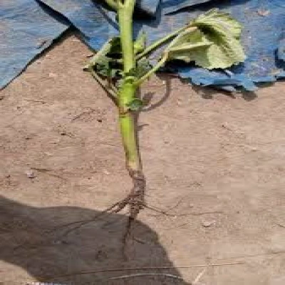 ঢেঁড়শের গোড়া পচা রোগ