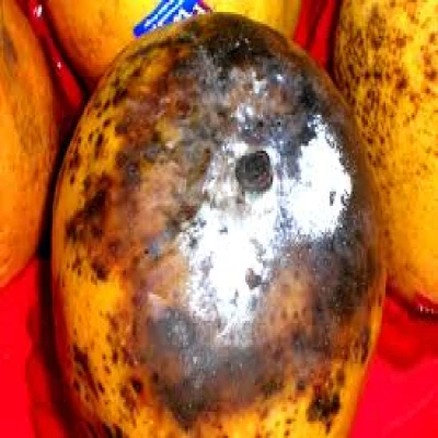 আমের বোঁটা পচা রোগ