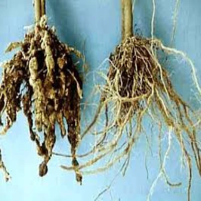 শিমের শিকড় গিট রোগ