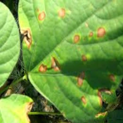 শিমের (সারকোস্পোরা) পাতায় দাগ রোগ