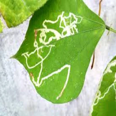 শিমের পাতা সুড়ঙ্গকারী পোকা