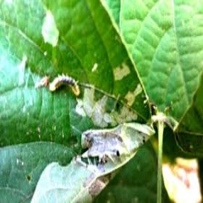 শিমের পাতামোড়ানো পোকা