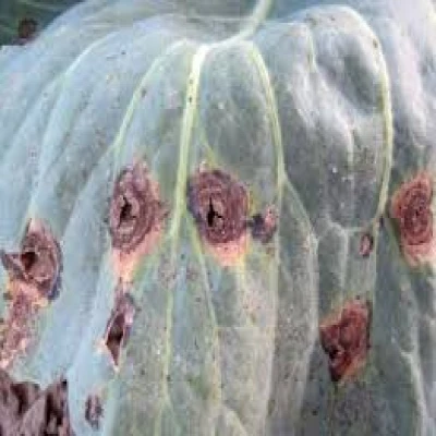 ফুলকপির অল্টারনেরিয়া স্পট বা ব্লাইট বা পাতার দাগ রোগ