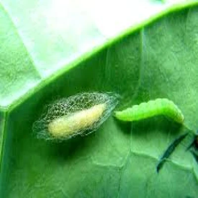 ফুলকপির সড়ুই পোকা