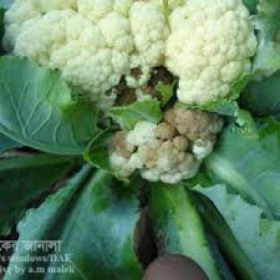 ফুলকপির কাটুই পোকা