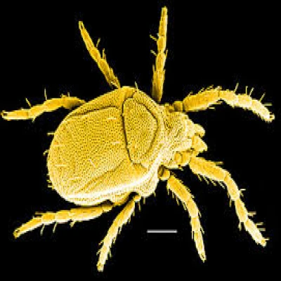 পাটের হলুদ মাকড়