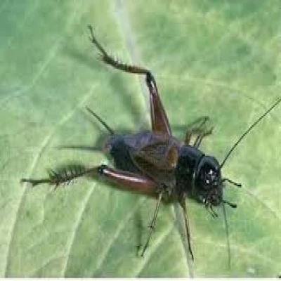 পাটের উড়চুংগা