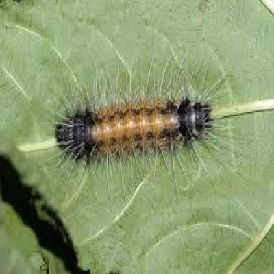 পাটের কালো বিছা পোকা