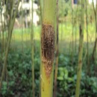 পাটের শুকনো ক্ষতরোগ বা এনথ্রাকনজ