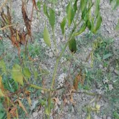 মরিচের ব্লাইট রোগ