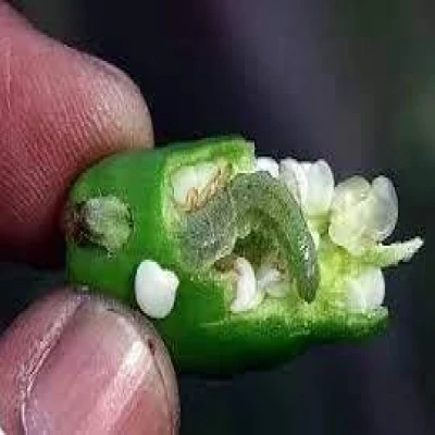 মরিচের ফল ছিদ্রকারী পোকা