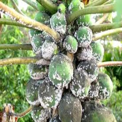 পেঁপের মিলিবাগ বা ছাতরা পোকা