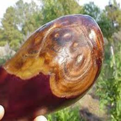 বেগুনের কান্ড ও ফল পচা রোগ