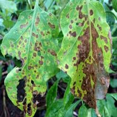 বেগুনের পাতা ও ফলের দাগ রোগ