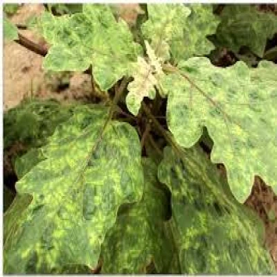 বেগুনের ভাইরাসজনিত মোজাইক রোগ