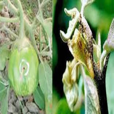 বেগুনের ডগা ও ফল ছিদ্রকারী পোকা