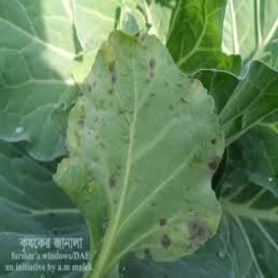 বাঁধাকপির জাব পোকা