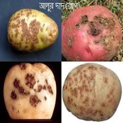 আলুর স্ক্যাব বা দাদ রোগ
