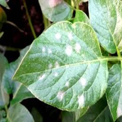 আলুর পাউডারী মিলডিউ