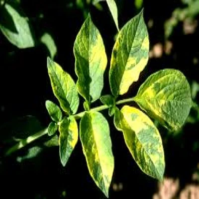 আলুর ইয়োলো ভাইরাস রোগ