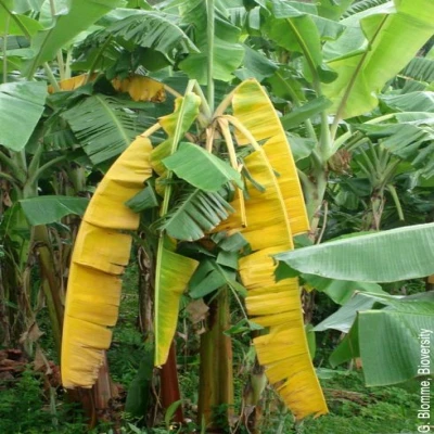 কলার পানামা রোগ  (Panama Disease of Banana)