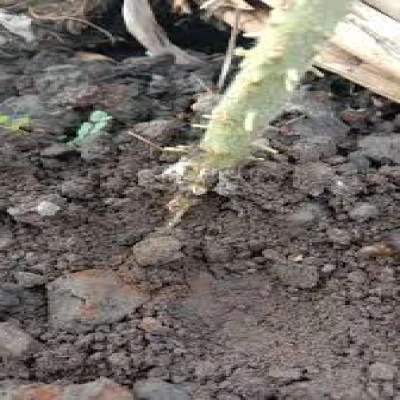 টমেটোর গোড়া ও মূল পচা  রোগ