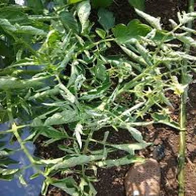 টমেটোর পাতা কুঁকড়ানো রোগ