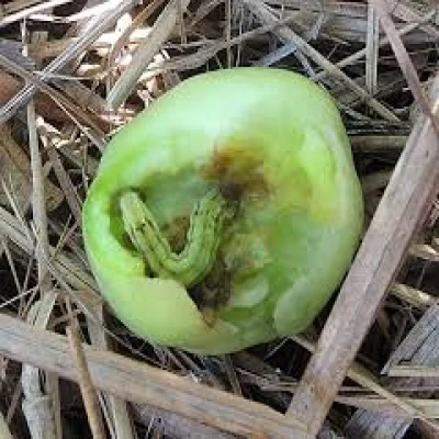 টমেটোর ফল ছিদ্রকারী পোকা