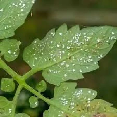 টমেটোর সাদা মাছি পোকা