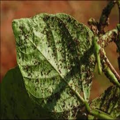 মুগের জাব পোকা