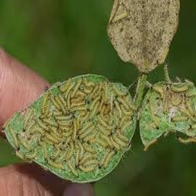 মুগের বিছা পোকা