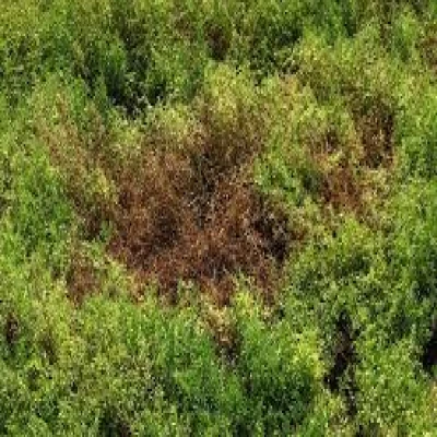 মসুরের পাতা ঝলসানো রোগ