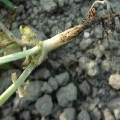 মসুরের গোড়া পচা রোগ